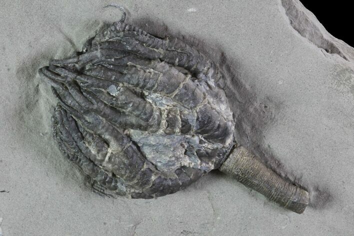 Crinoid (Taxocrinus) Fossil - Crawfordsville, Indiana #94438